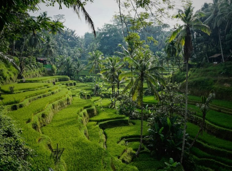 Tegallalang rice terraces with palm trees, Ubud