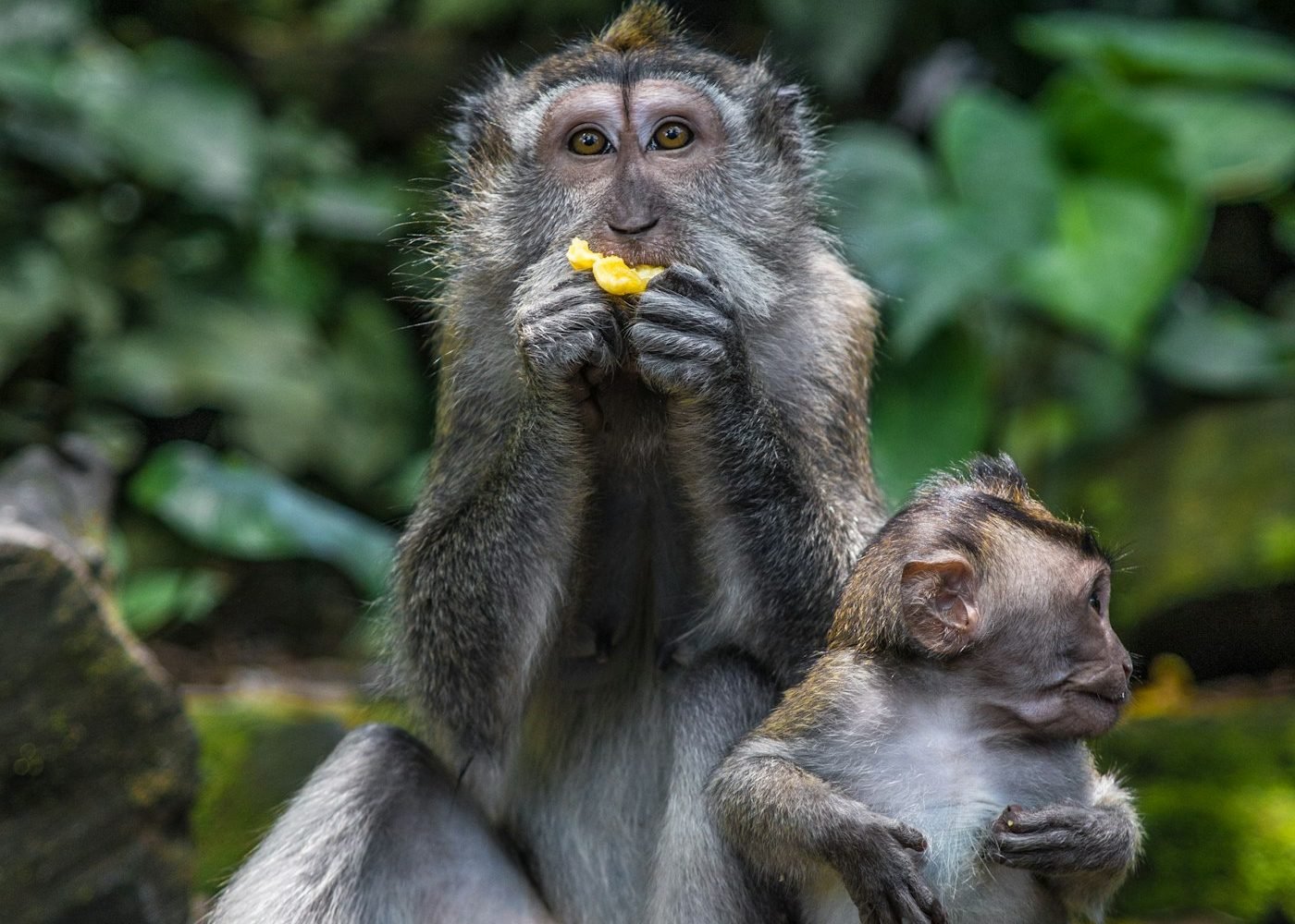 Long-tailed macaques at the Ubud Sacred Monkey Forest