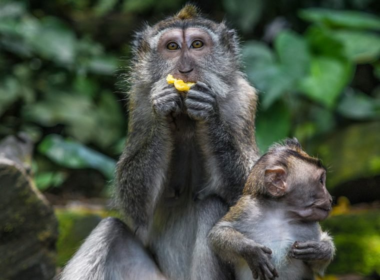 Sacred Monkey Forest Sanctuary