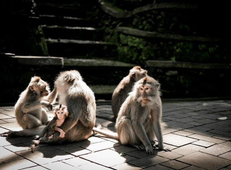 Family of monkeys sitting on a stone floor in the sun