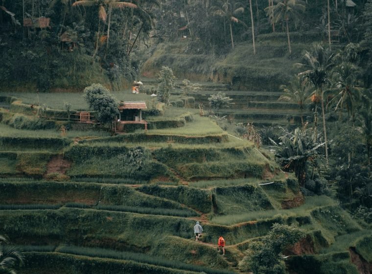 Layered rice terraces in the Bali highlands